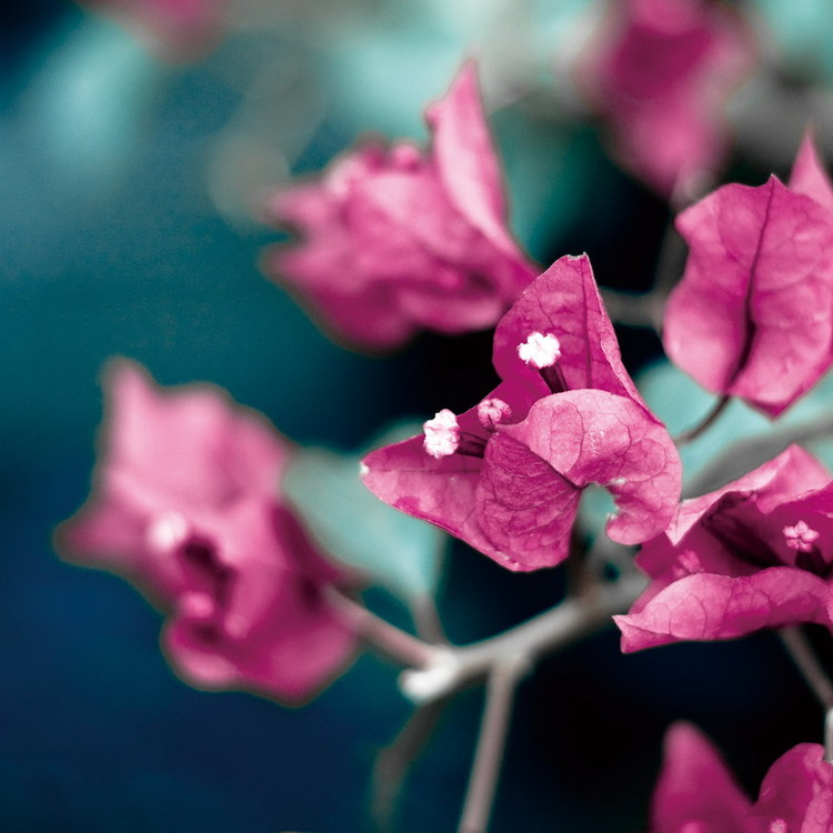 Tableau sur verre Pink Blossoms - Tree