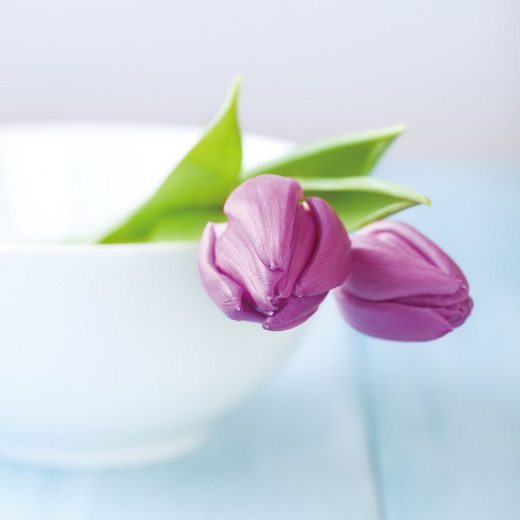 Tableau sur verre Purple Tulipans in the Bowl