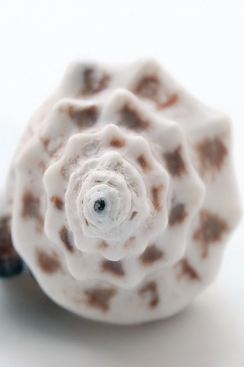 Tableau sur verre Shell - Front