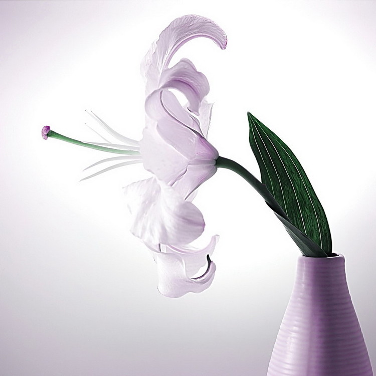 Tableau sur verre White Blossom - Flower