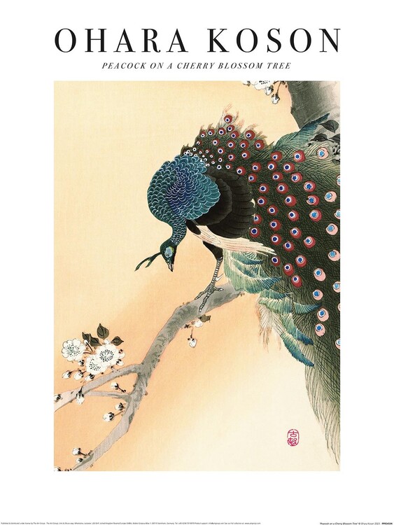 Ohara Koson - Peacock on a Cherry Blossom Tree Taidejuliste