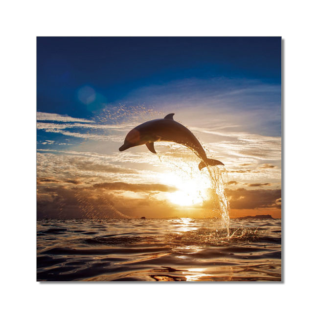 Dolphin during sunset Taulusarja