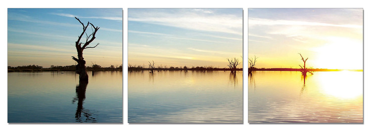 Silhouettes of trees in the light of the rising sun Taulusarja