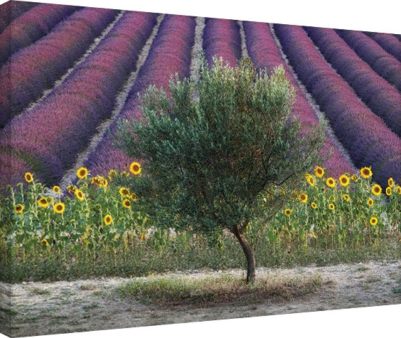 Tela David Clapp - Olive Tree in Provence, France