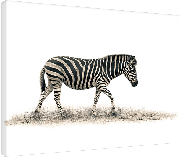 Tela Mario Moreno - The Zebra
