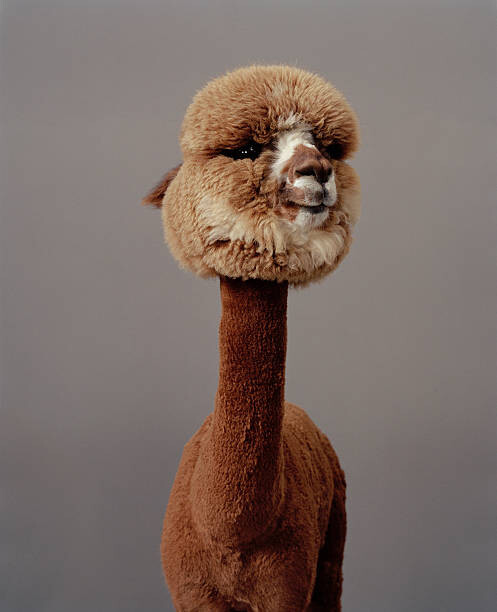 Quadro em tela Alpaca