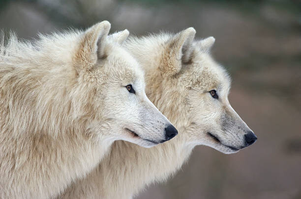 Quadro em tela Arctic wolves
