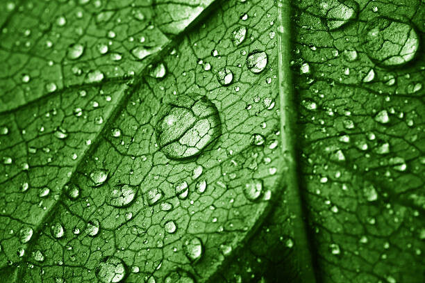 Quadro em tela beautiful leaf with drops