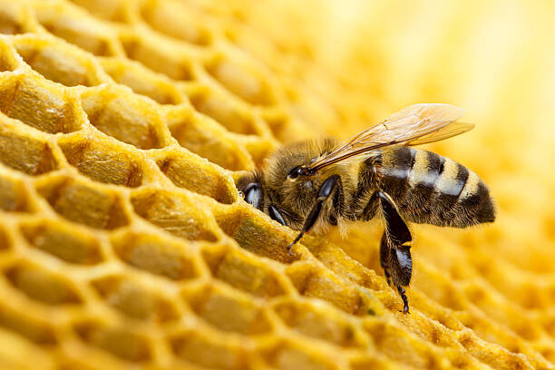 Quadro em tela Bee