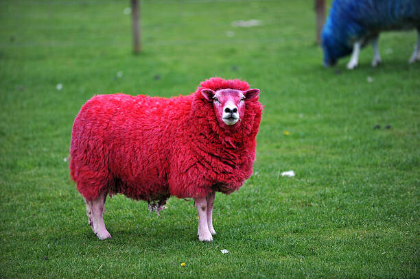 Quadro em tela candy sheep