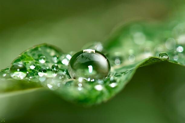 Quadro em tela Dewy Leaf