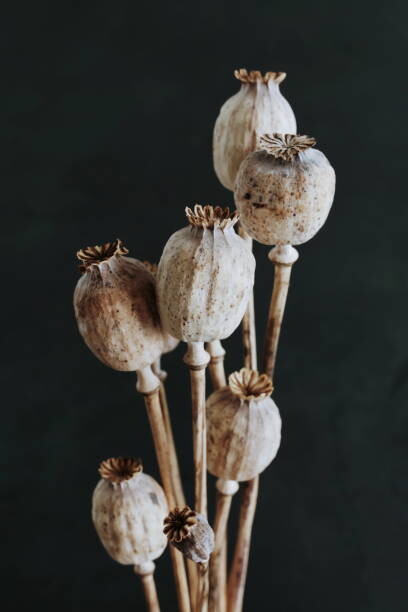Quadro em tela Dried poppy heads with stem isolated on black background. Floral card. Botanical aesthetic poster