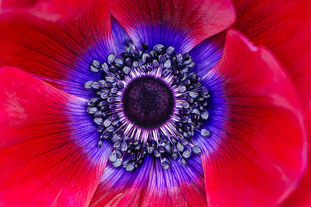 Quadro em tela Extreme macro of a red anemone poppy