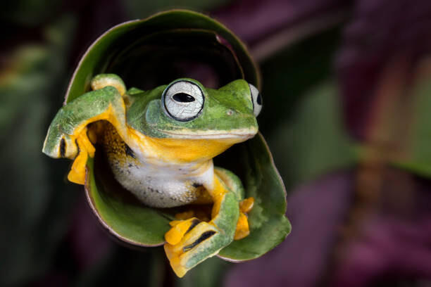 Quadro em tela Flying Tree Frog