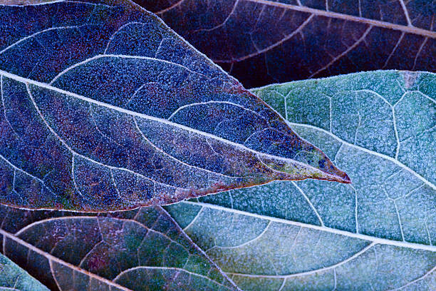 Quadro em tela Frosty leaves