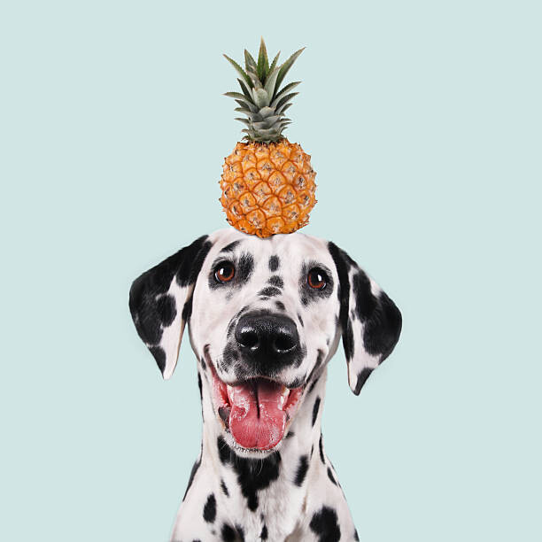 Quadro em tela Funny dog