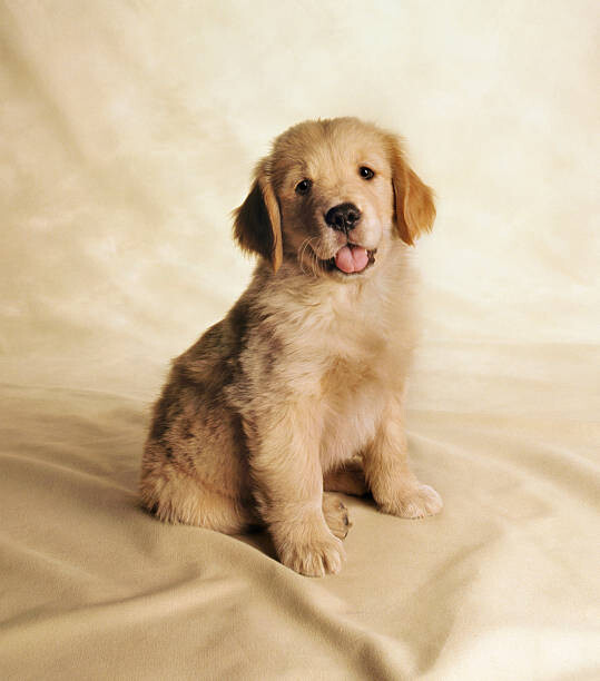 Quadro em tela Golden Retriever Puppy