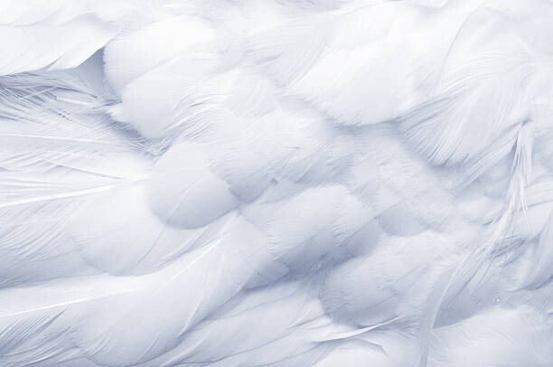 Quadro em tela Goose Feathers Background