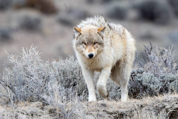 Quadro em tela Grey Wolf looking at camera in