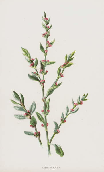 Quadro em tela Knot-Grass