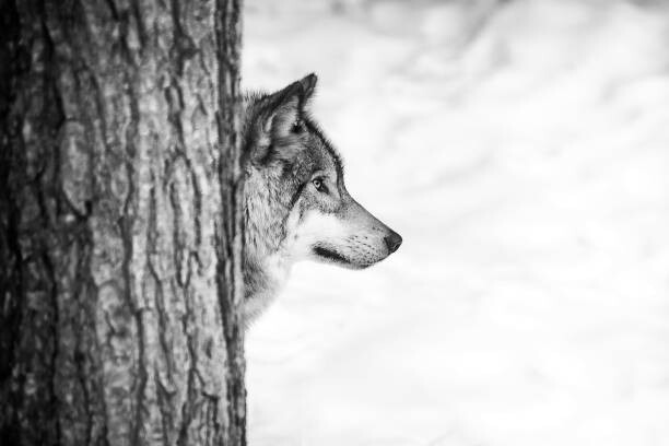 Quadro em tela Lone wolf and tree