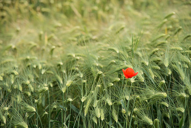 Quadro em tela Lonely poppy in a wheat field