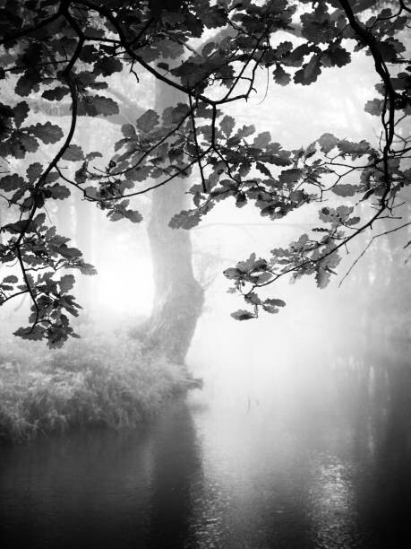 Quadro em tela Misty river