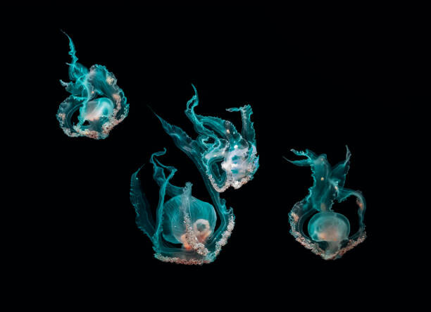Quadro em tela Ocean jellyfish
