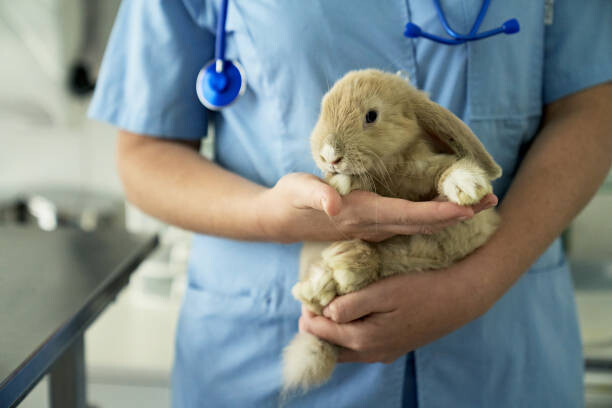 Quadro em tela Pet Rabbit Getting Annual Check-Up at