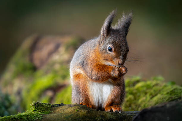 Quadro em tela Red squirrel feeding