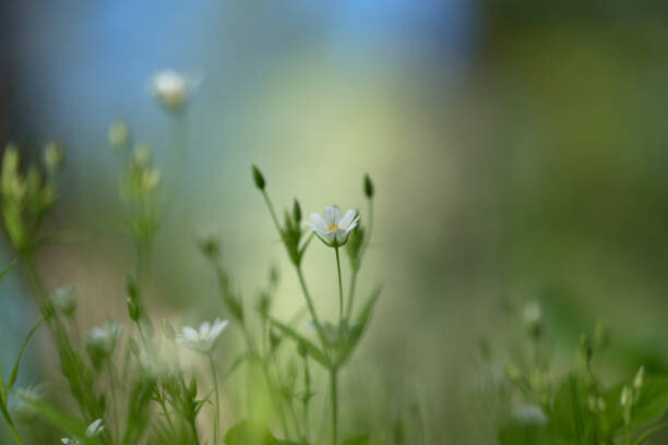 Quadro em tela Star-studded lancet