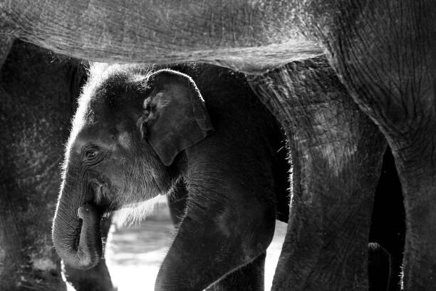 Quadro em tela Sumatran Elephant