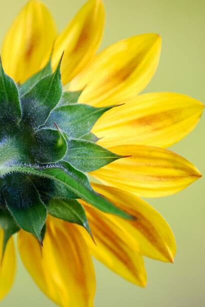 Quadro em tela Sunflower