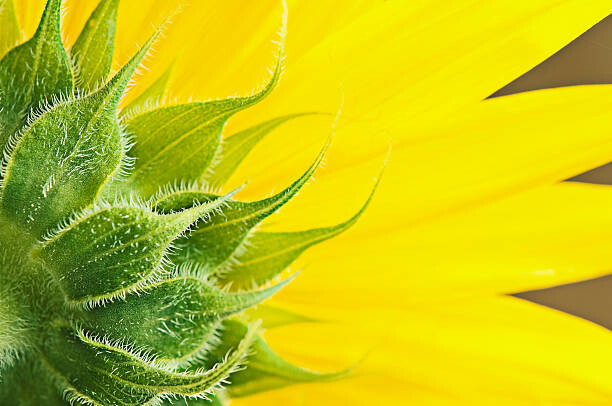 Quadro em tela Sunflower