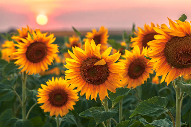 Quadro em tela Sunset Flowers