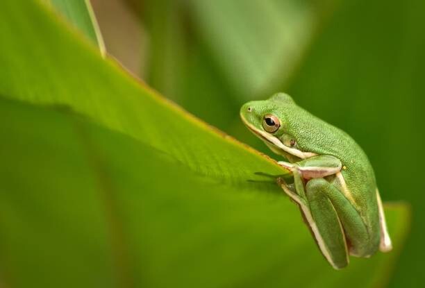 Quadro em tela Tiny Animals Frog