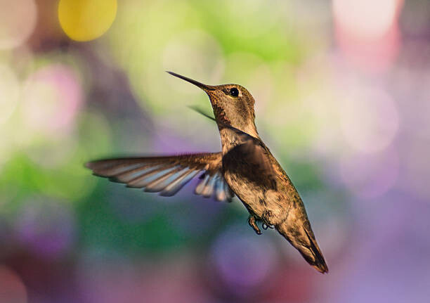 Quadro em tela Whimsical female hummingbird on colorful bokeh