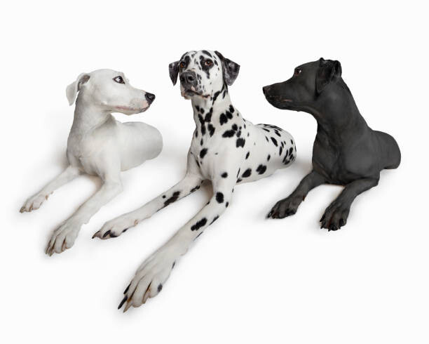 Тениска The Best Of Both