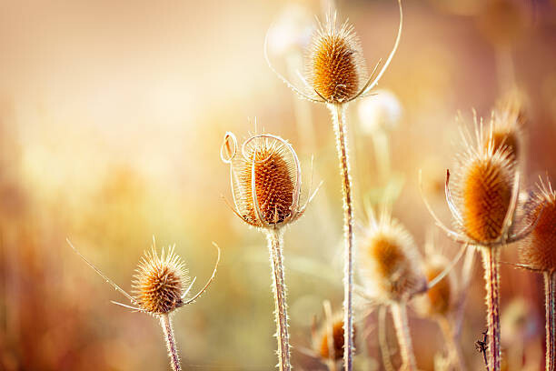 Μπλουζάκι Thistle