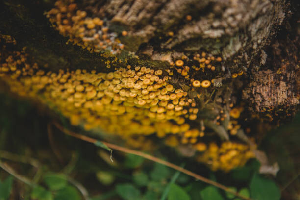 Μπλουζάκι Tiny mushroom fungus
