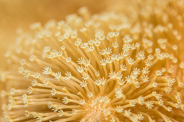 Αυτοκόλλητο Toadstool Mushroom Leather Coral