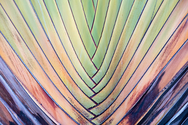 Αυτοκόλλητο Travellers Palm