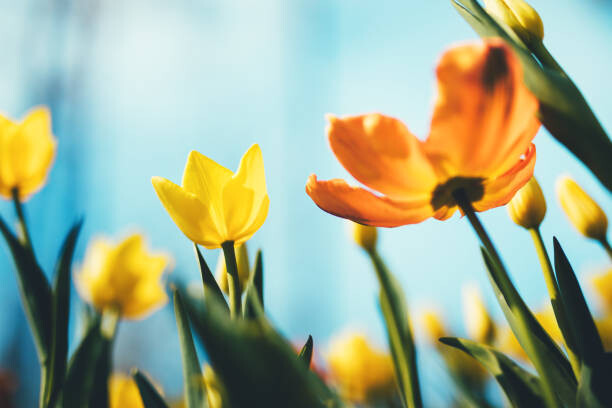 Naljepnica Tulip Flowers