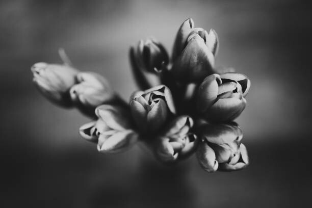 Αυτοκόλλητο Tulips