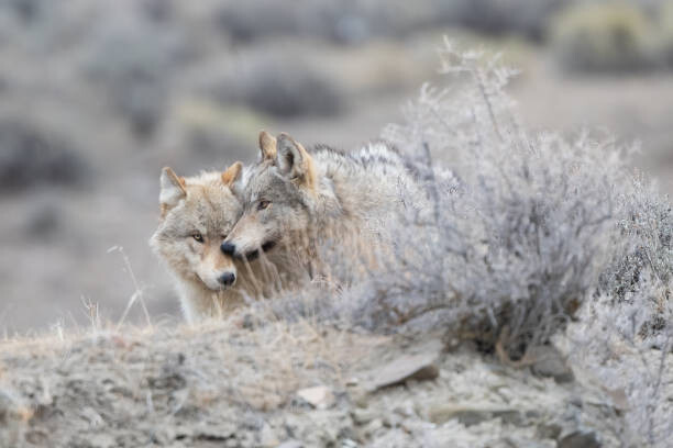 Αυτοκόλλητο Two Grey wolf (mostly white/tan colored)