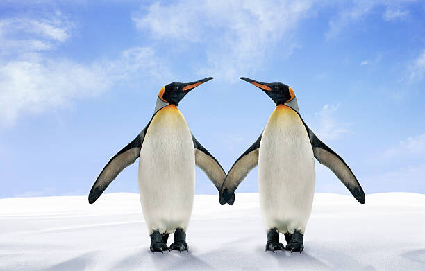 Naljepnica Two King Penguins Stand Side by