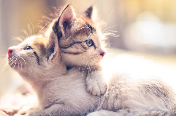 Αυτοκόλλητο Two kittens.