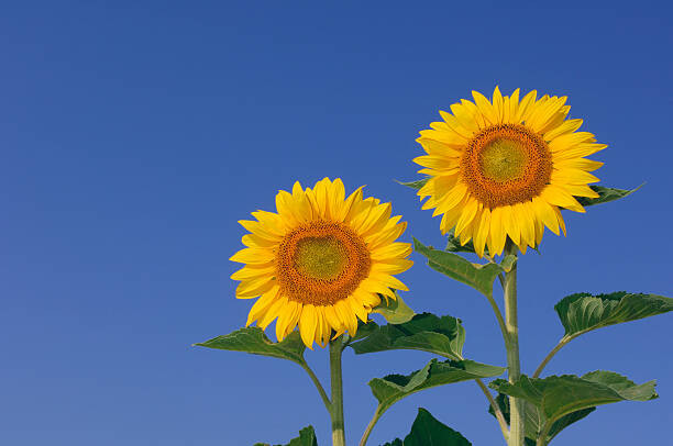 Sticker Two sunflowers  against clear blue