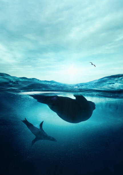 Αυτοκόλλητο Underwater seals