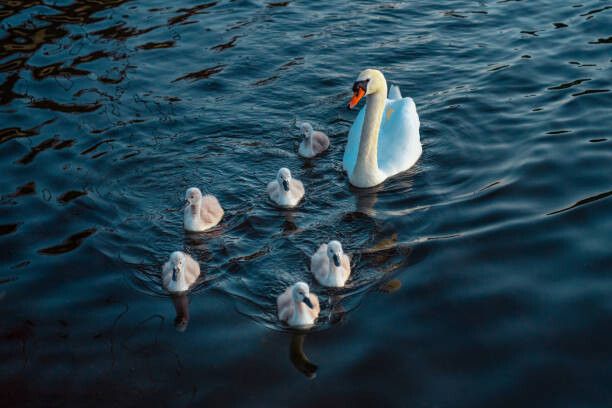 Sticker Urban Mute Swan newly hatched family